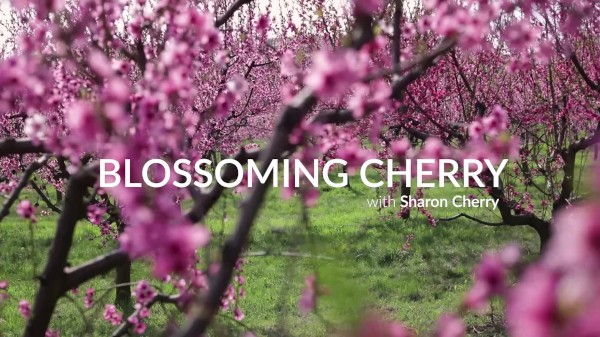 Sharon Cherry - Blossoming Cherry - XCZECH.com Porn Photo with  naked